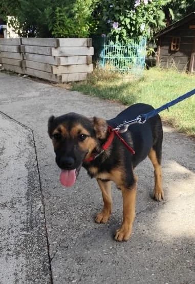 Malcom, puppy Mixed Breed for adoption at Utulok Piestany, Utulek Piestany