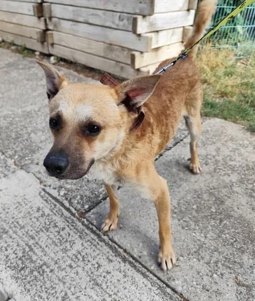 Lulo, young Mixed Breed for adoption at Utulok Piestany, Utulek Piestany