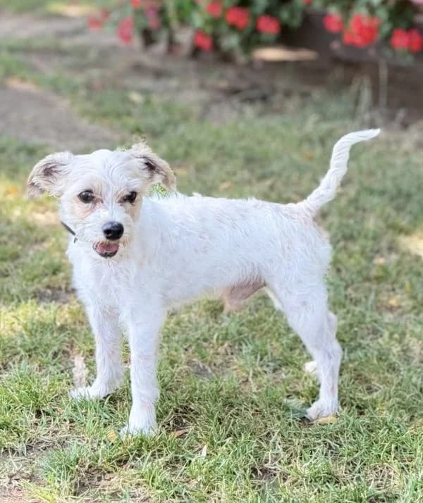 Drobček, 7yo Mixed Breed for adoption at Utulok Piestany, Utulek Piestany