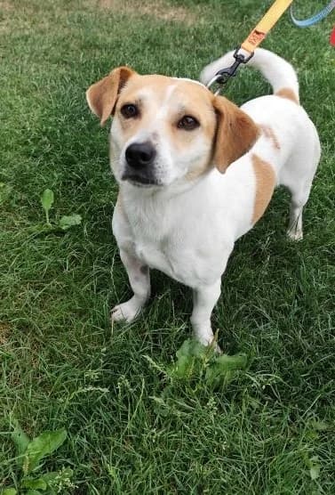 Hamita, young Mixed Breed for adoption at Utulok Piestany, Utulek Piestany