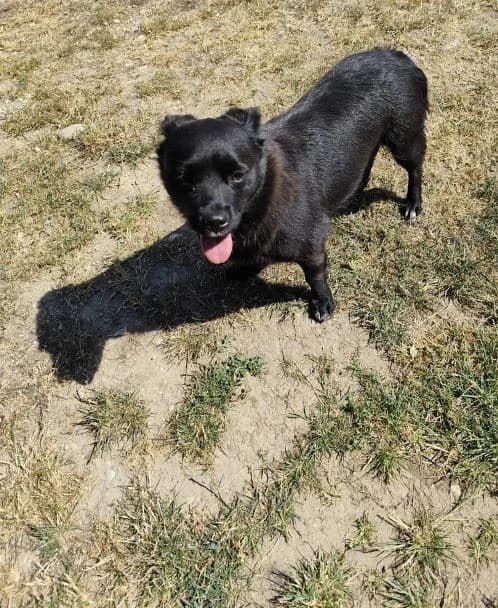 Madara, 3yo Mixed Breed for adoption at Utulok Piestany, Utulek Piestany