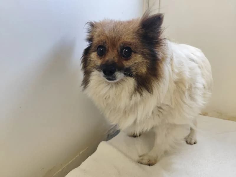 Anja - Walli, 4yo Mixed Breed for adoption at Utulok Piestany, Utulek Piestany