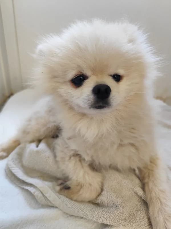 Witta, 4yo Mixed Breed for adoption at Utulok Piestany, Utulek Piestany