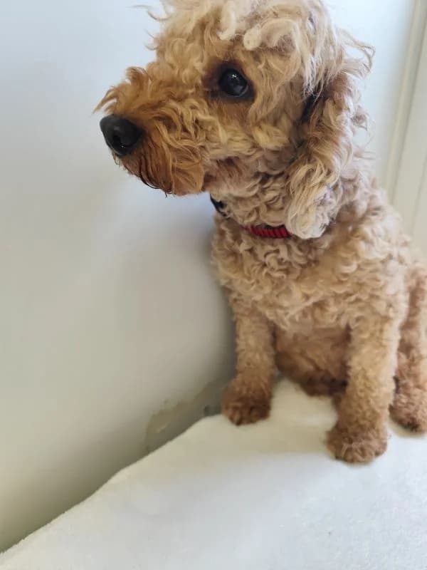 Kia, 6yo Mixed Breed for adoption at Utulok Piestany, Utulek Piestany