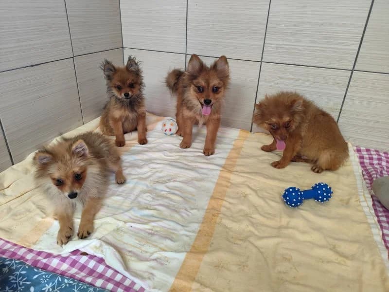 Tolkin,Tenno,Tores,Tajo, puppy Mixed Breed for adoption at Utulok Piestany, Utulek Piestany