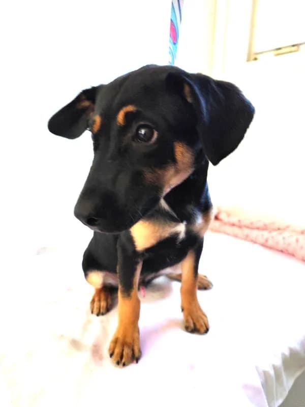 Ellyn, puppy Mixed Breed for adoption at Utulok Piestany, Utulek Piestany
