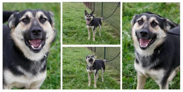 Adrian, male young Mixed Breed for adoption at Útulok Kežmarok, Kežmarok