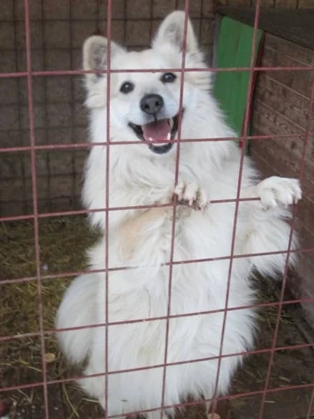 Maco, male senior mixed breed for adoption at Druhá šanca Partizánske, Partizánske