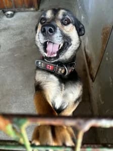 CEZAR, male 4yo mixed breed for adoption at Cerberus - Útulok Senica, Senica