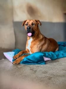 MAX, male young mixed breed for adoption at Cerberus - Útulok Senica, Senica