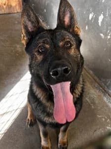 ARTUR, 3yo Mixed Breed for adoption at Cerberus - Útulok Senica, Senica