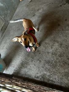 BRIDA, young Mixed Breed for adoption at Cerberus - Útulok Senica, Senica