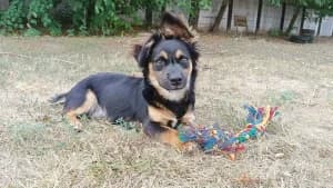 ŠIMI, male puppy mixed breed for adoption at Cerberus - Útulok Senica, Senica