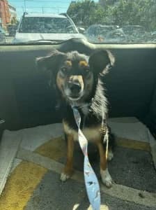 MONA, female 3yo mixed breed for adoption at Cerberus - Útulok Senica, Senica