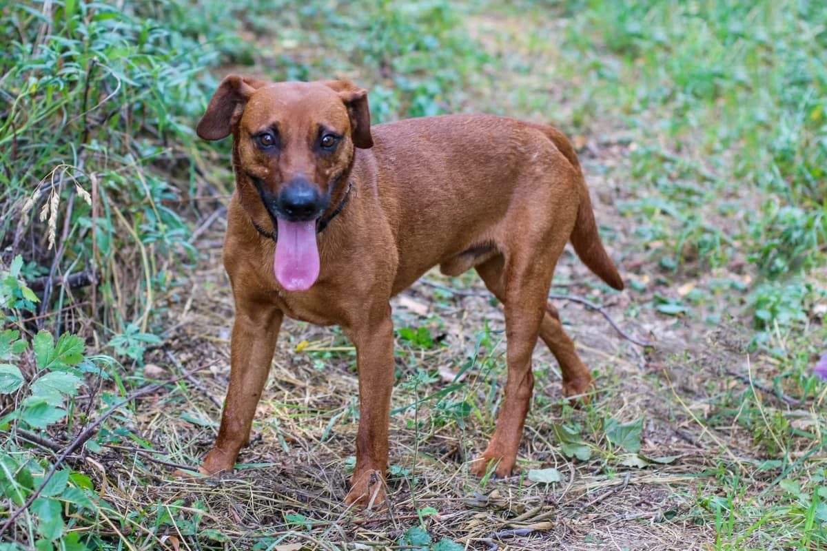 Súvisiace produkty, 3yo mixed breed for adoption at Trenčiansky Útulok, Trenčín-Zlatovce