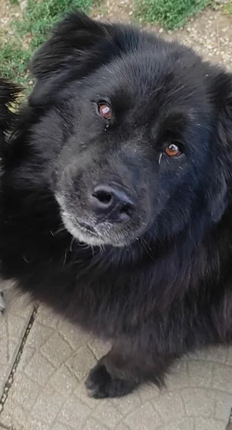 Greg, Čierna male 7yo mixed breed for adoption at Útulok Trnava, Trnava