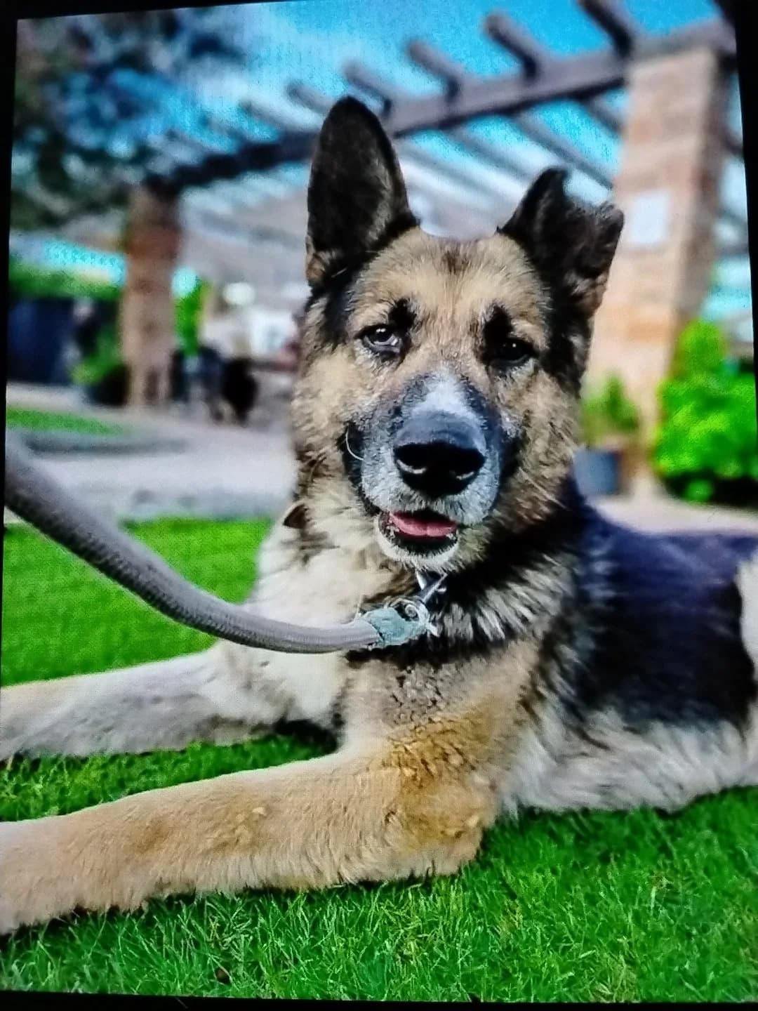 Odin, male 3yo mixed breed for adoption at Útulok Trnava, Trnava