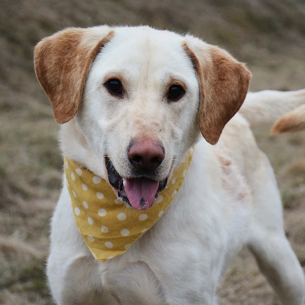 Marley - stálica, mixed breed for adoption at Útulok Tuláčik, Brezno