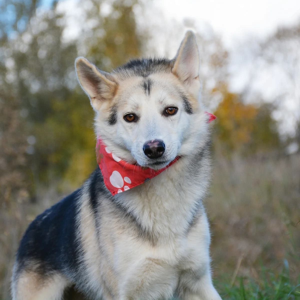 Minie, female mixed breed for adoption at Útulok Tuláčik, Brezno