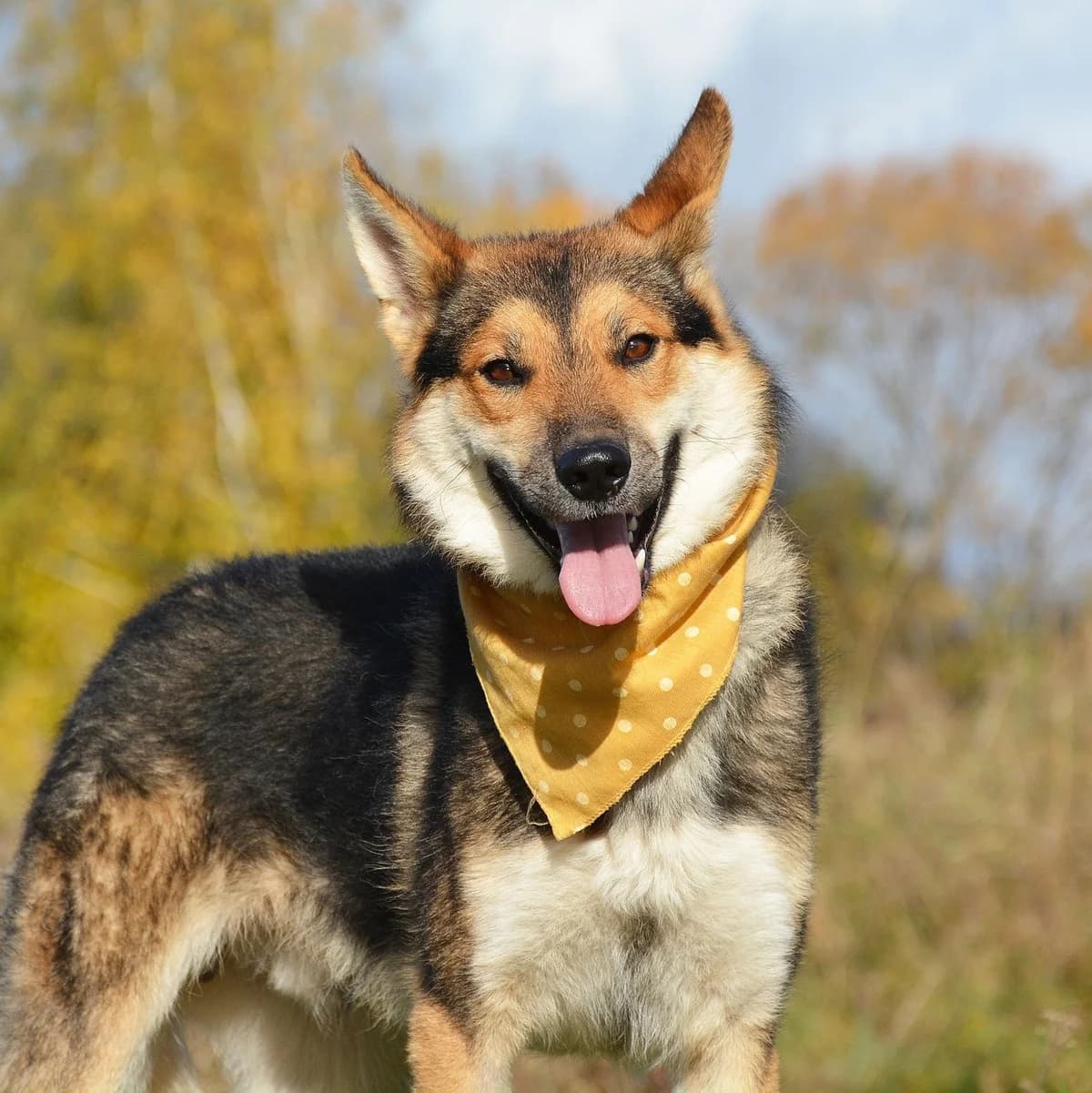 Mickey, mixed breed for adoption at Útulok Tuláčik, Brezno