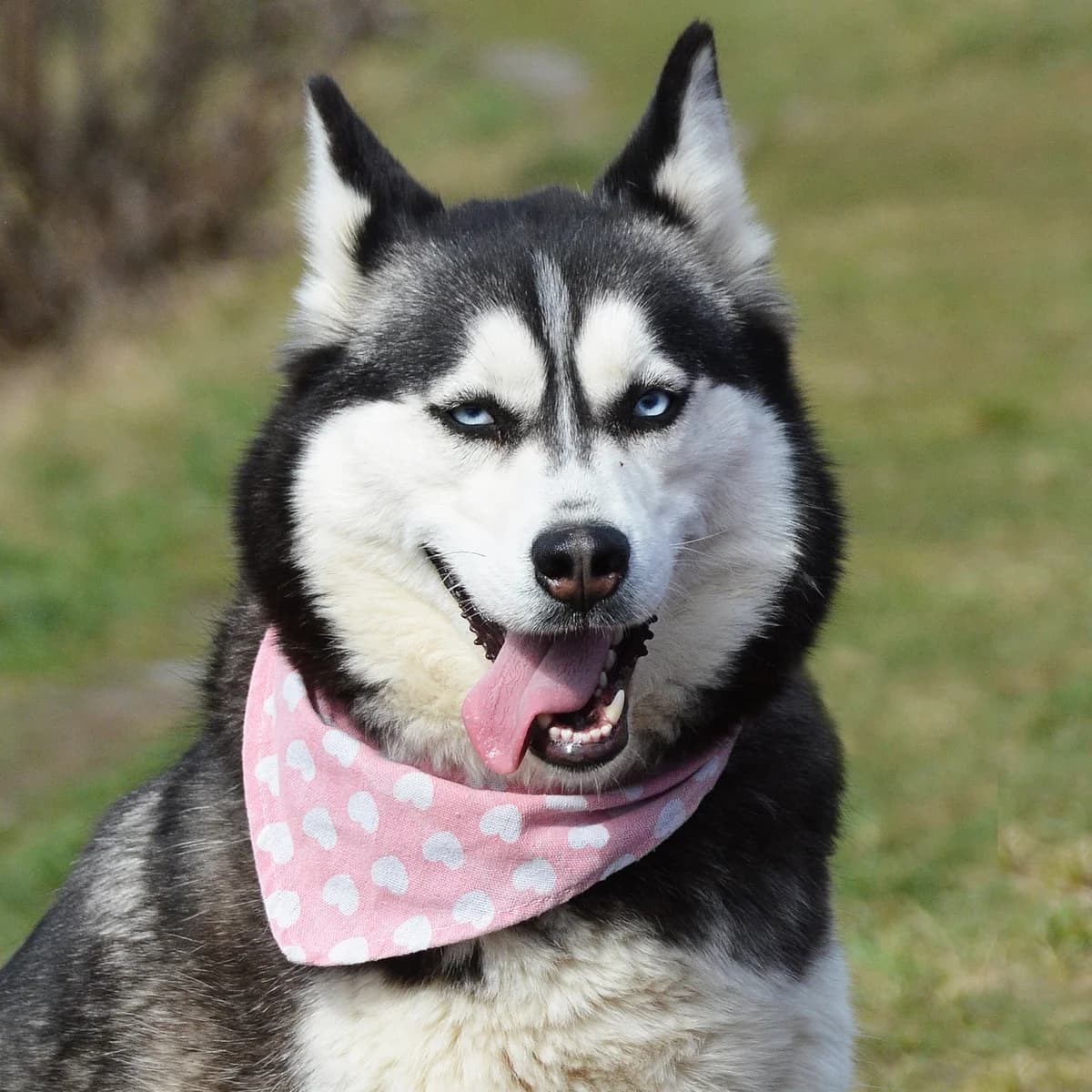 Melissa, female Husky for adoption at Útulok Tuláčik, Brezno