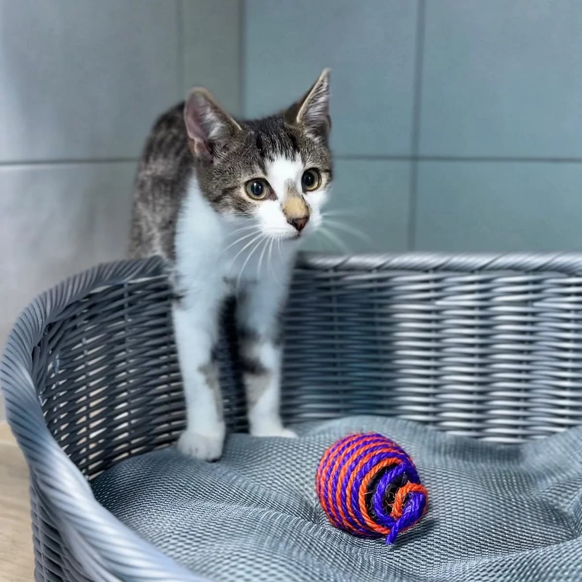 Gamora, mixed breed for adoption at Útulok Tuláčik, Brezno