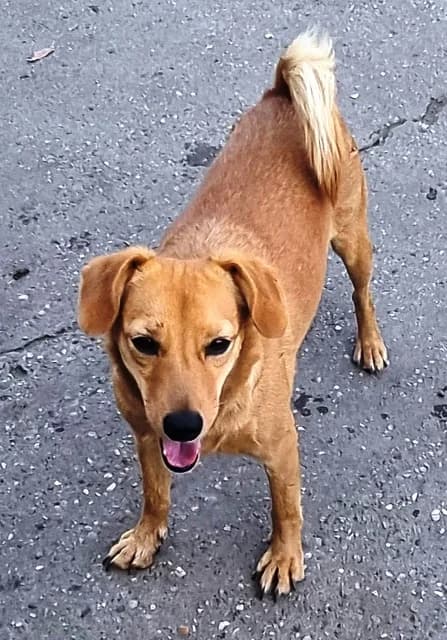 Psík Inka, female Mixed Breed for adoption at Útulok Nové Zámky