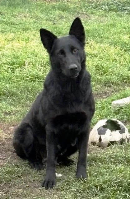 Psík Tara, female Mixed Breed for adoption at Útulok Nové Zámky