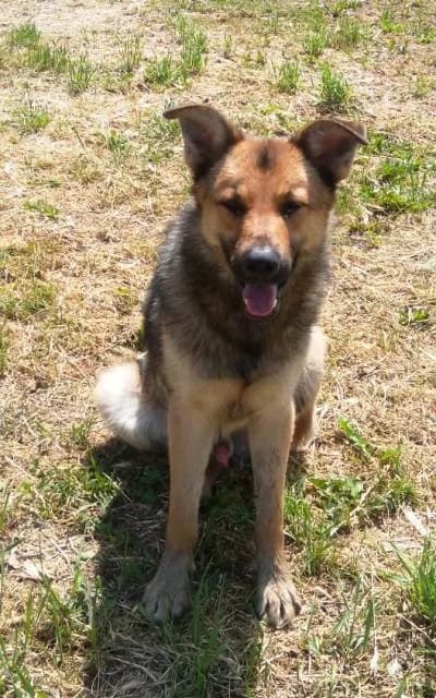 Psík Vlčko Benny, male Mixed Breed for adoption at Útulok Nové Zámky