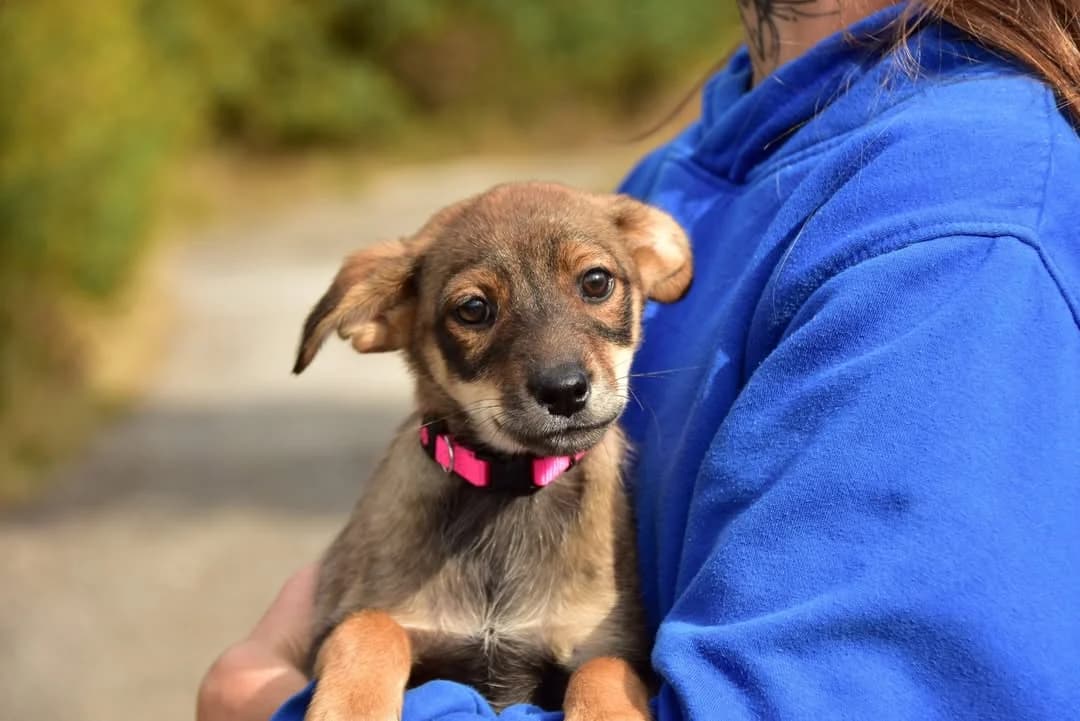 Abby, female Mixed Breed for adoption at ÚVP Košice