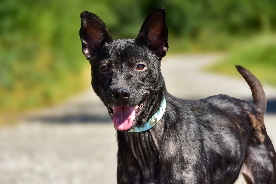 Alžbetka, female Mixed Breed for adoption at ÚVP Košice
