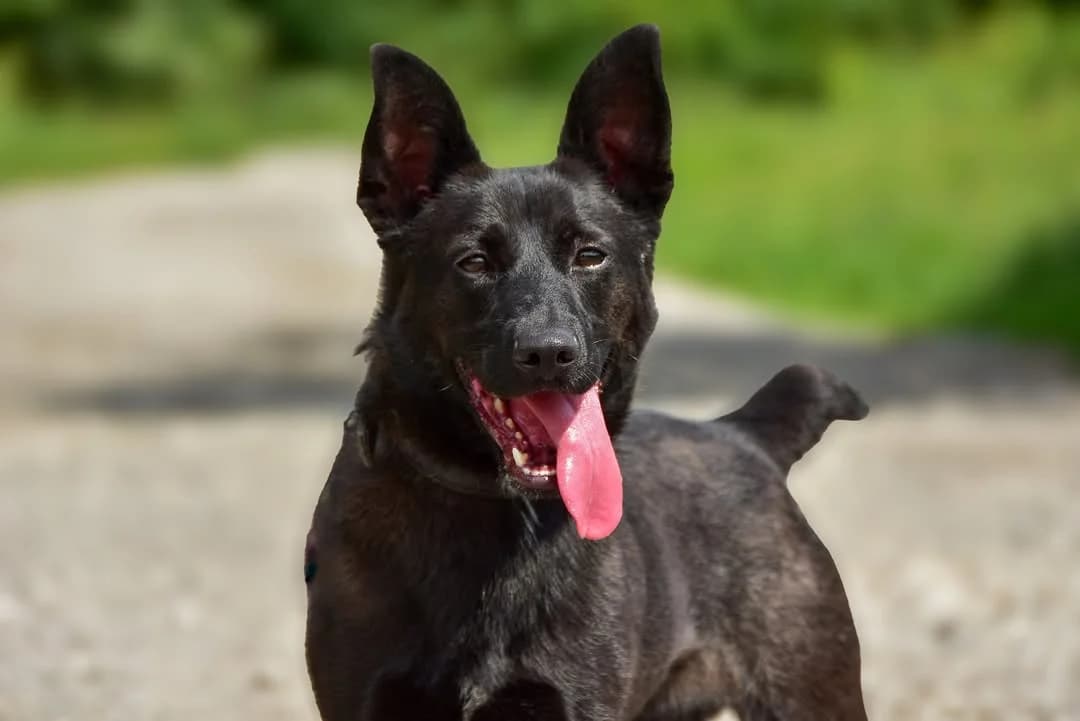 Archie, male Mixed Breed for adoption at ÚVP Košice
