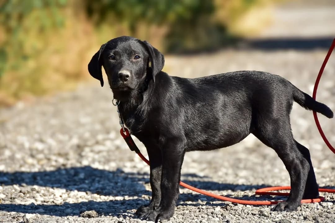 Asta, female Mixed Breed for adoption at ÚVP Košice