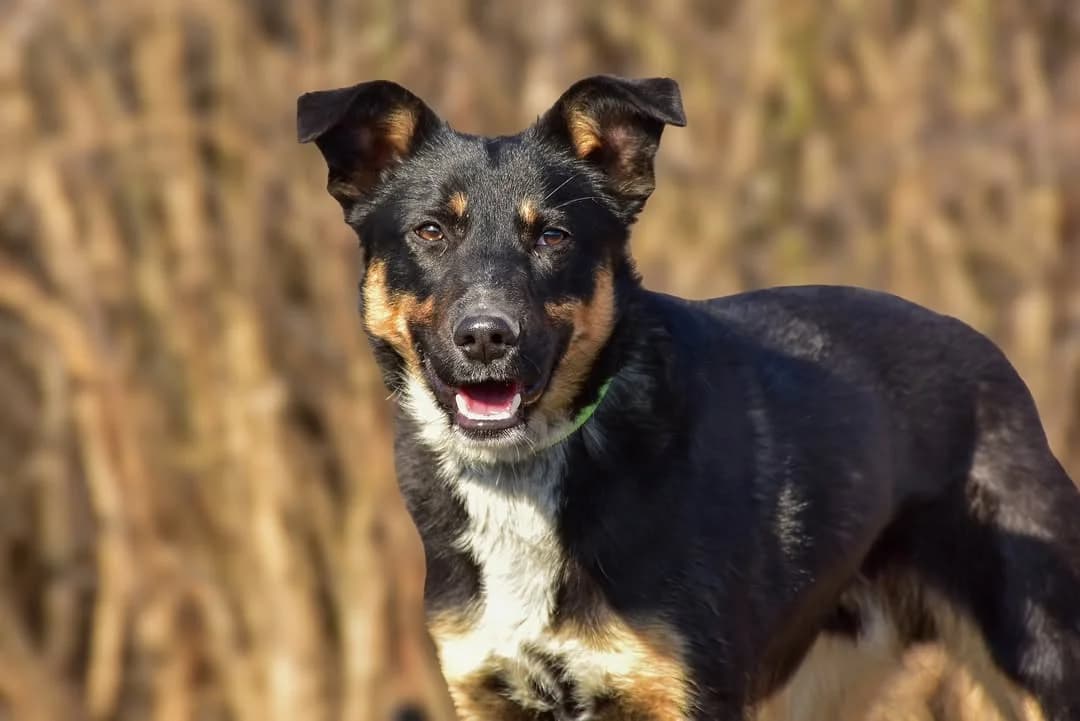 Axel, male Mixed Breed for adoption at ÚVP Košice