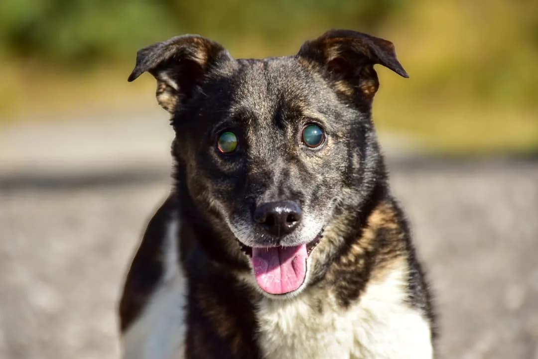 Bado, male Mixed Breed for adoption at ÚVP Košice