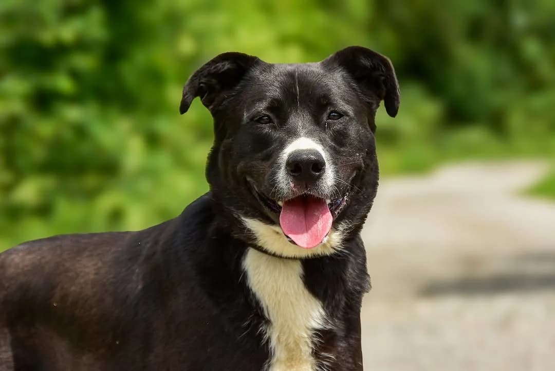 Daggi, male Mixed Breed for adoption at ÚVP Košice