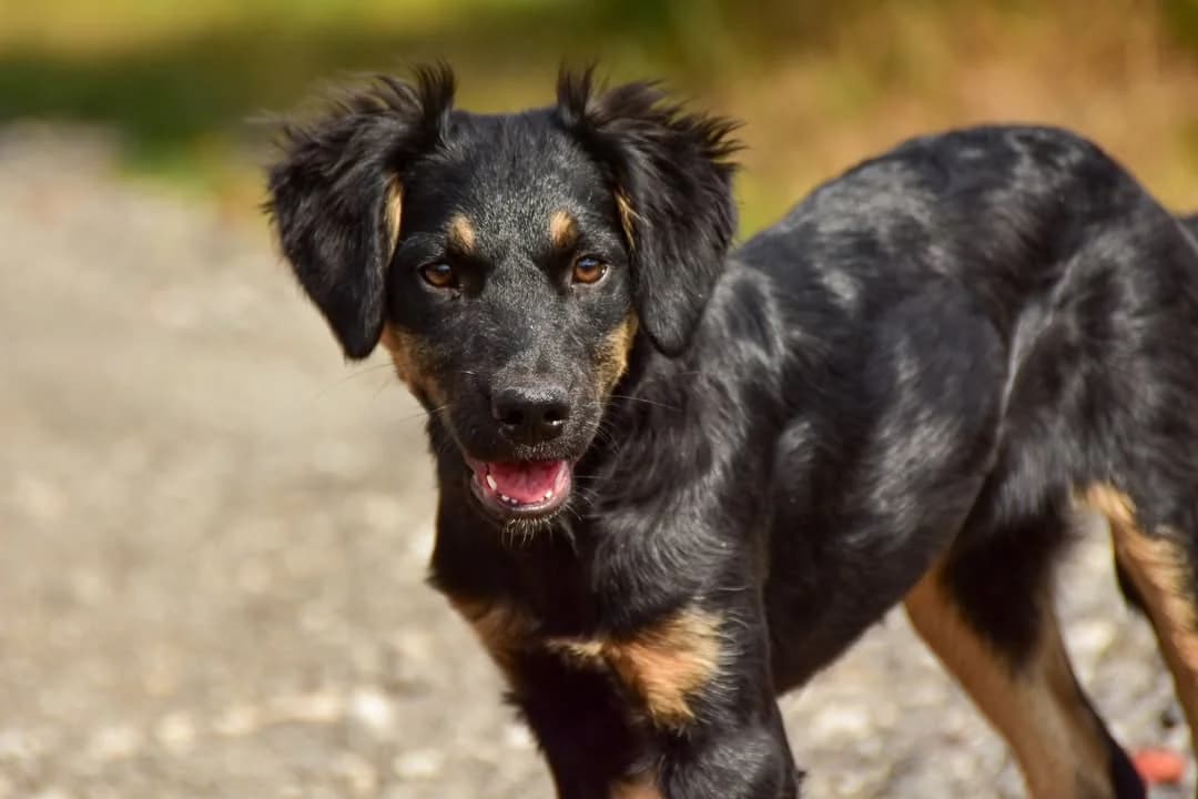 Dea, female Mixed Breed for adoption at ÚVP Košice