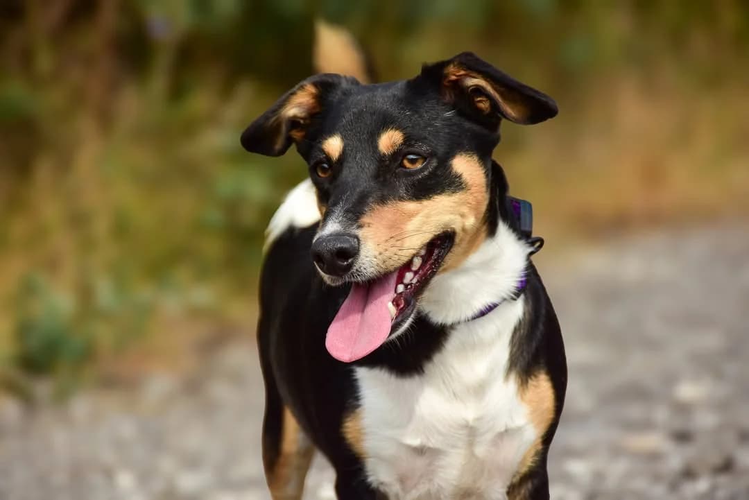 Derik, male Mixed Breed for adoption at ÚVP Košice