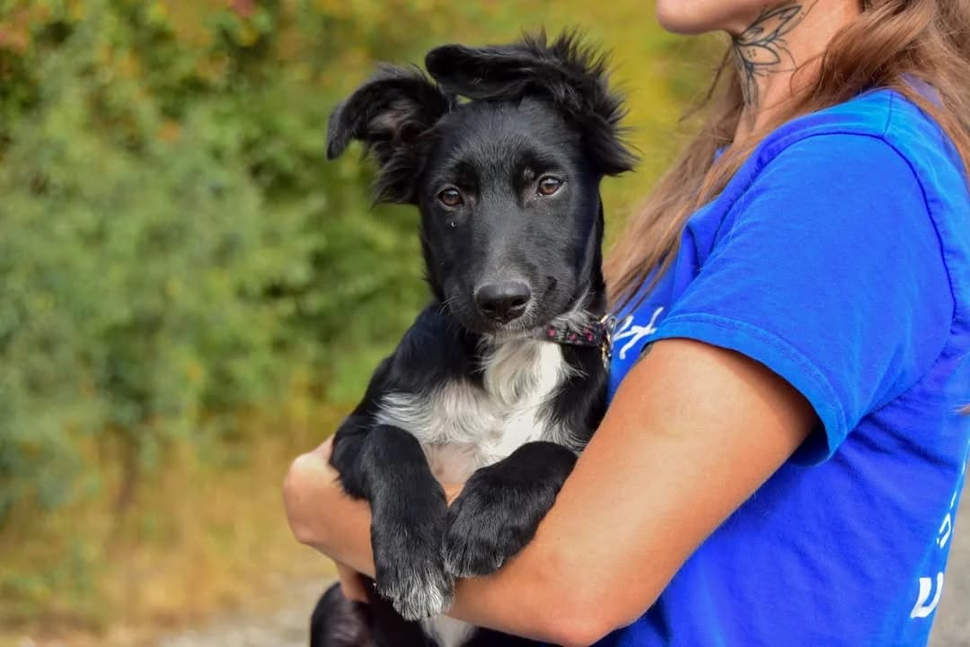Duke, male Mixed Breed for adoption at ÚVP Košice