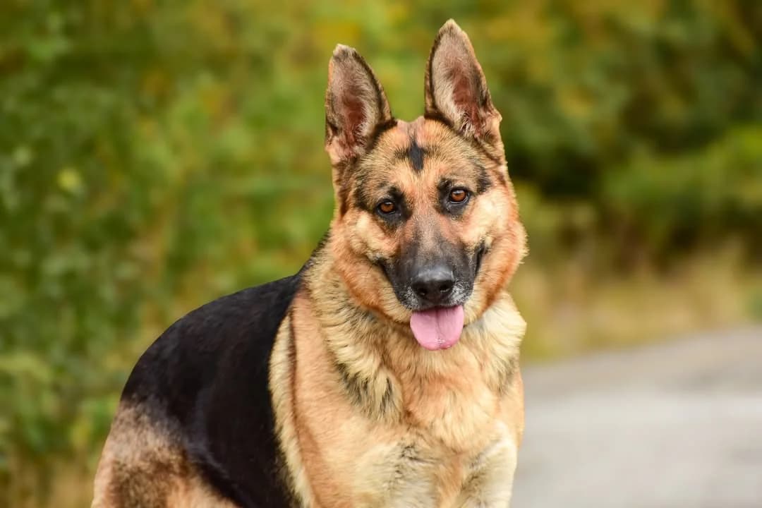 Elly, female Mixed Breed for adoption at ÚVP Košice