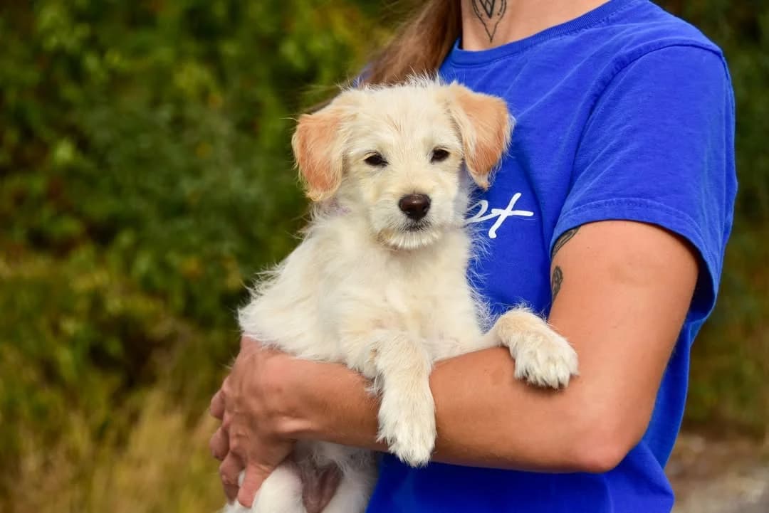 Elza, female Mixed Breed for adoption at ÚVP Košice