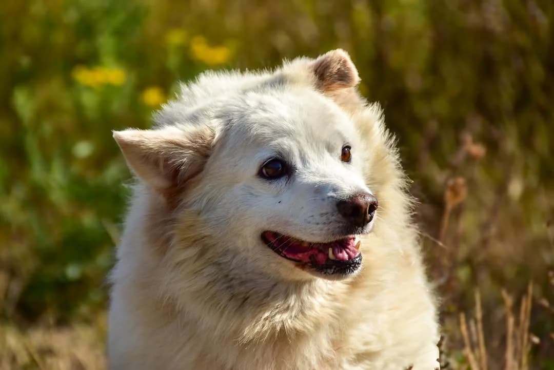 Falco, male Mixed Breed for adoption at ÚVP Košice