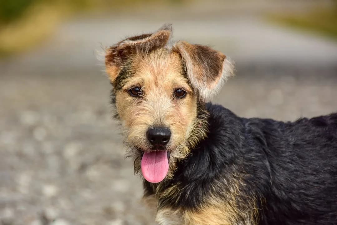 Fiesta, female Mixed Breed for adoption at ÚVP Košice