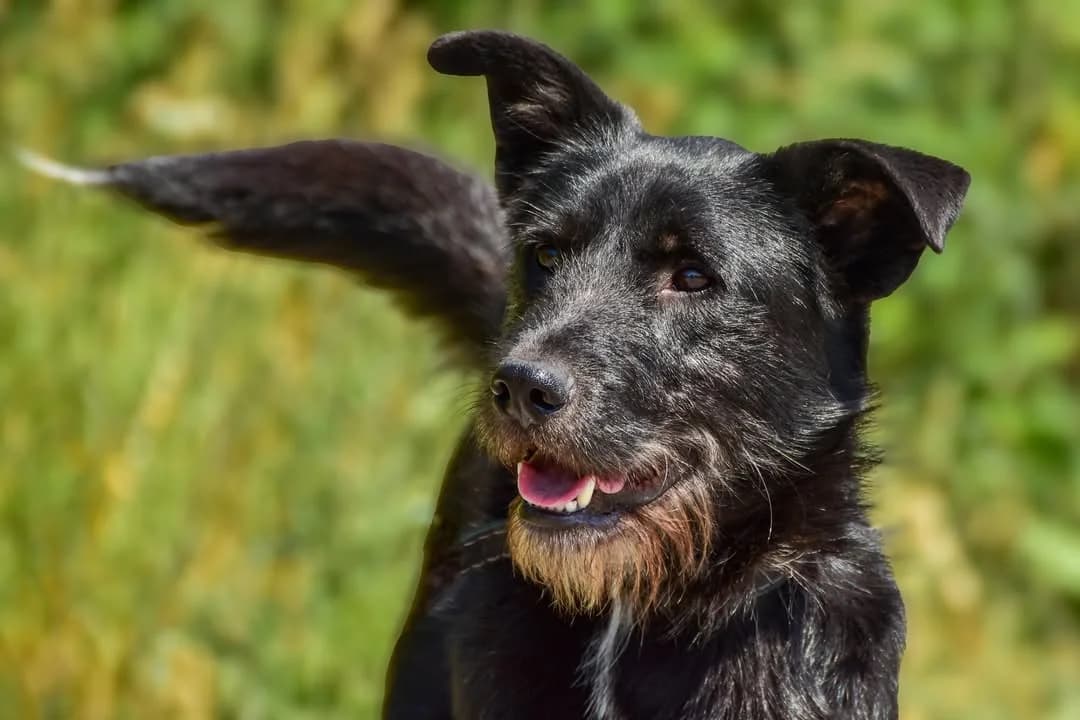 Gas, male Mixed Breed for adoption at ÚVP Košice