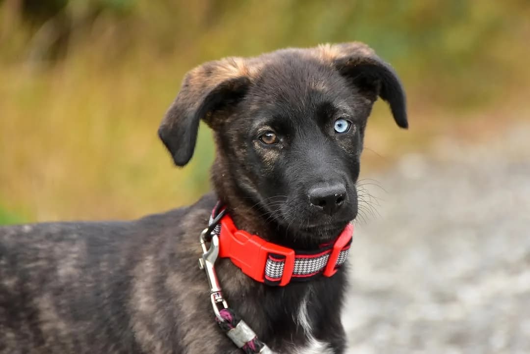 Ivory, female Mixed Breed for adoption at ÚVP Košice