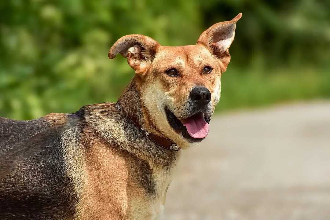 Johny, male Mixed Breed for adoption at ÚVP Košice