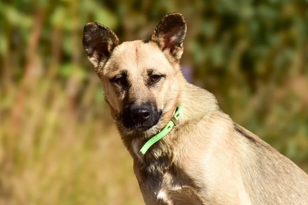 Joly, female Mixed Breed for adoption at ÚVP Košice
