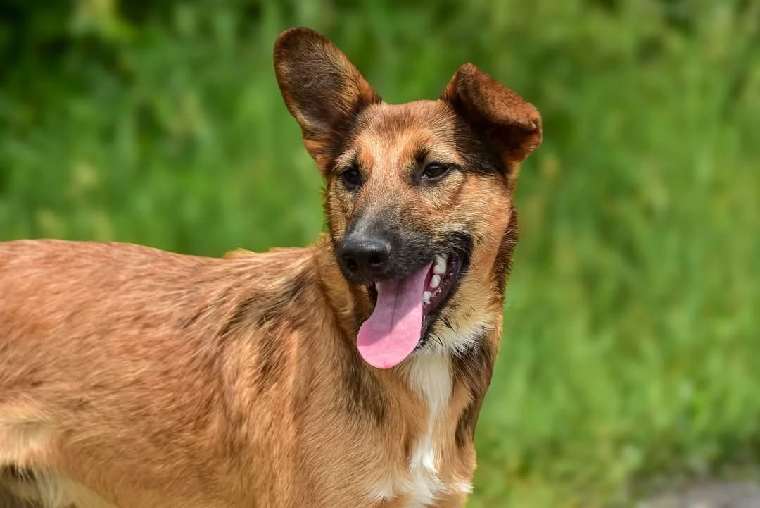 Joy, male Mixed Breed for adoption at ÚVP Košice
