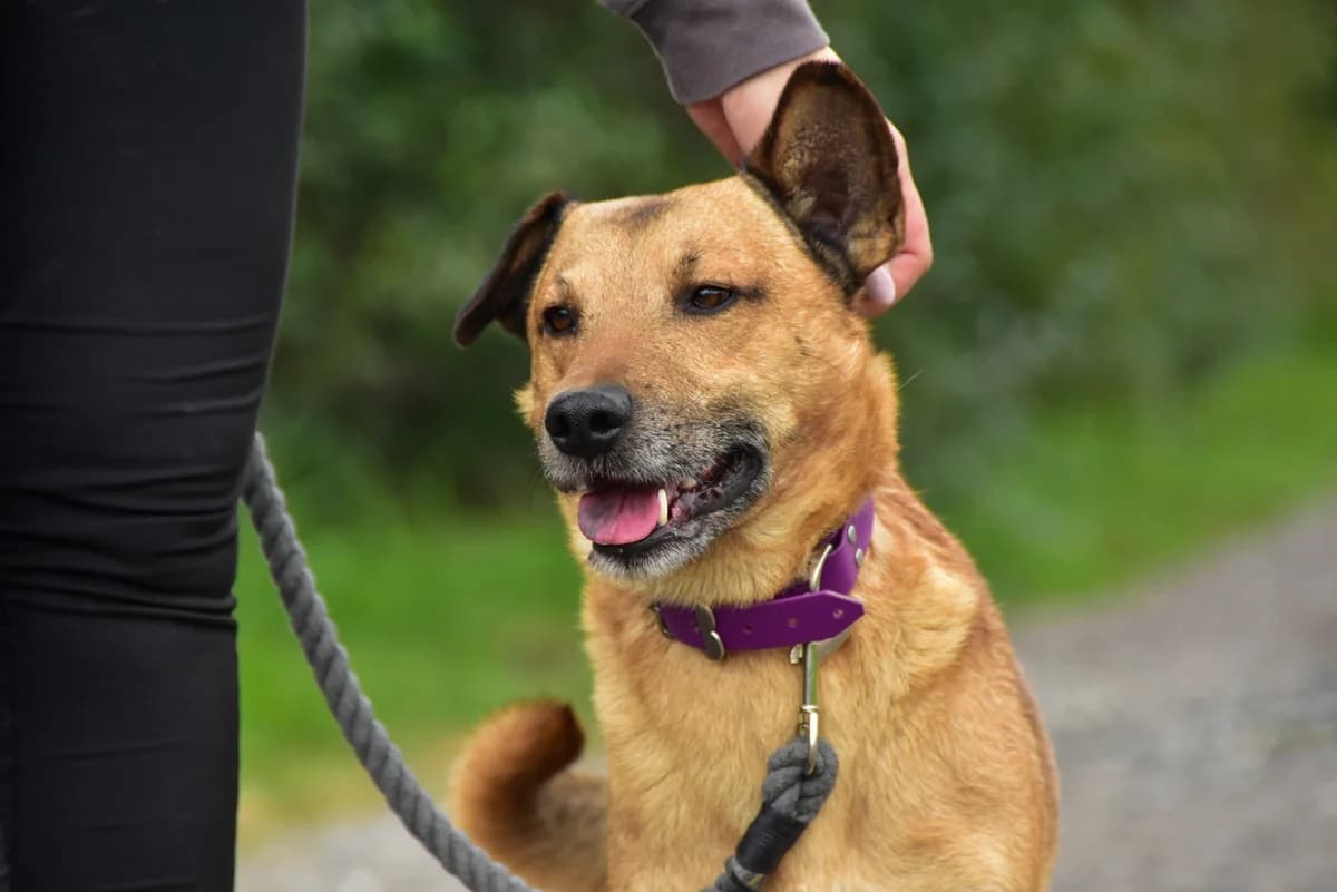 Kajo, male Mixed Breed for adoption at ÚVP Košice