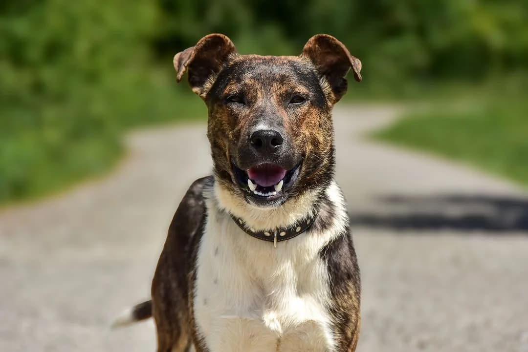 Kansas, male Mixed Breed for adoption at ÚVP Košice
